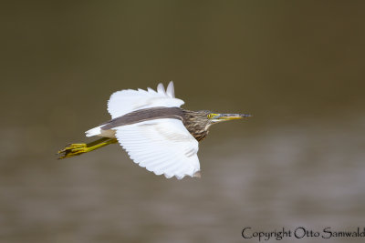 Indian Pond-Heron - Ardeola grayii