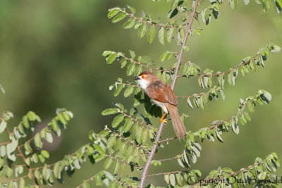 Yellow-eyed Babbler - Chrysomma sinense