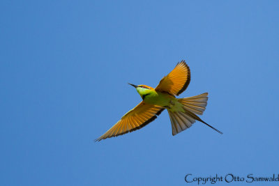 Little Green Bee-eater - Merops orientalis