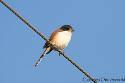 Burmese Shrike - Lanius collurioides