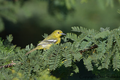 Common Iora - Aegithina tiphia