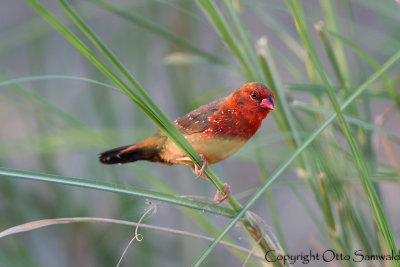 Red Avadavat - Amandava amandava