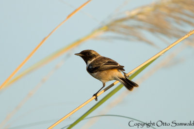 White-tailed Stonechat - Saxicola leucura