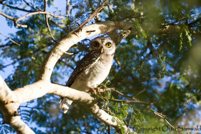 Spotted Owlet - Athene brama