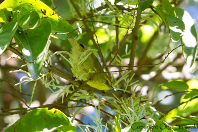 Pin-striped Tit-Babbler - Macronus gularis