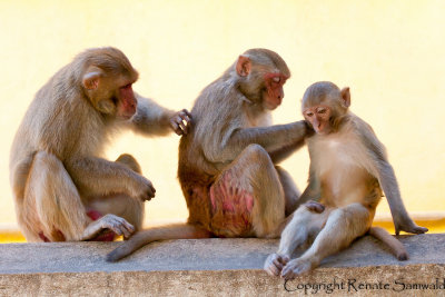 Rhesus Macaque - Macaca mulatta