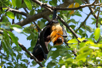 Indian Flying-Fox - Pteropus giganteus