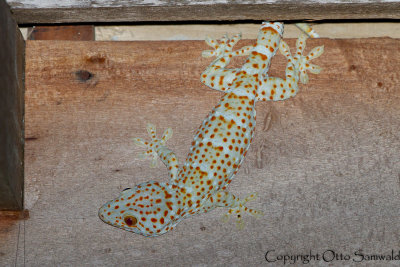 Tockay Gecko - Gekko gecko