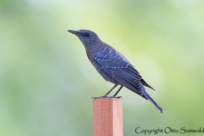 Blue Rock-Thrush - Monticola solitarius