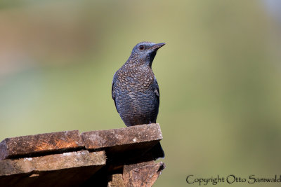 Blue Rock-Thrush - Monticola solitarius