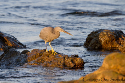 Pacific Reef-Egret - Egretta sacra