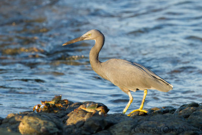 Pacific Reef-Egret - Egretta sacra