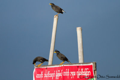 White-vented Myna - Acridotheres grandis