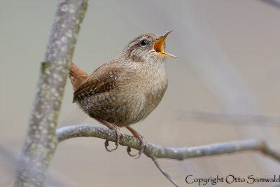 Wren - Troglodytes troglodytes