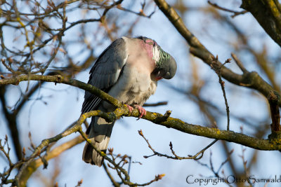 Wood Pigeon - Columba palumbus