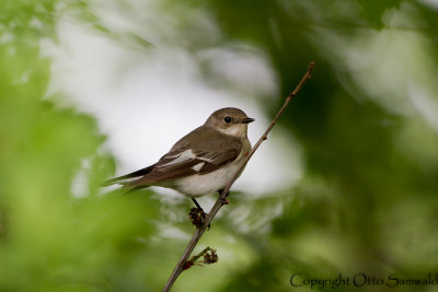 Collared Flycatcher - Ficedula albicollis