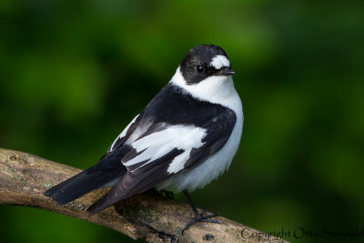 Collared Flycatcher - Ficedula albicollis