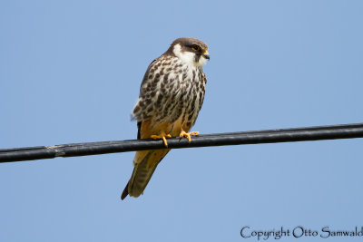Eurasian Hobby - Falco subbuteo