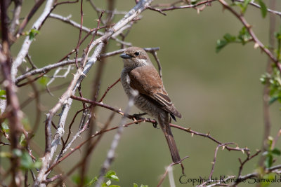 Red-backed Shrike - Lanius collurio