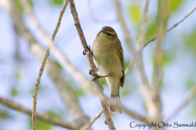 Caucasian Chiffchaff - Phylloscopus lorenzii