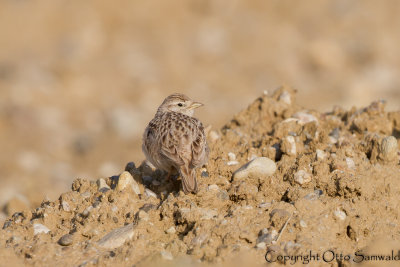 Greater Short-toed Lark - Calandrella brachydactyla