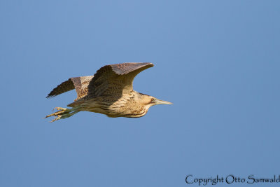 Bittern - Botaurus stellaris