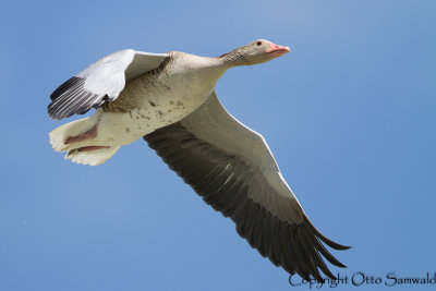 Greylag Goose - Anser anser