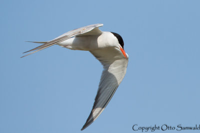 Common Tern - Sterna hirundo