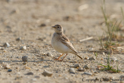 Greater Short-toed Lark - Calandrella brachydactyla