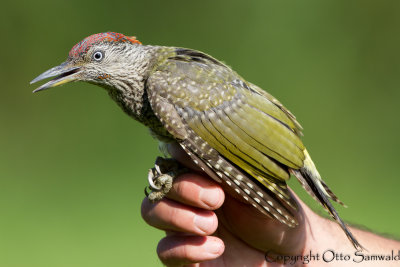 Green Woodpecker - Picus viridis