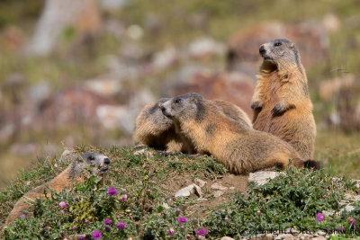 Alpine Marmot - Marmota marmota