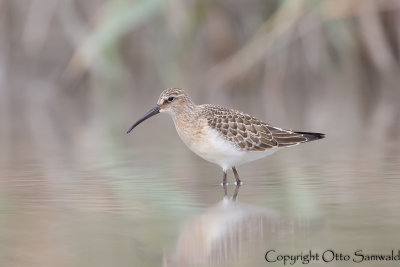 Curlew Sandpiper - Calidris ferruginea