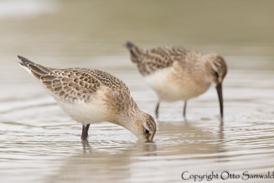 Curlew Sandpiper - Calidris ferruginea