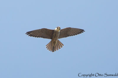 Eurasian Hobby - Falco subbuteo