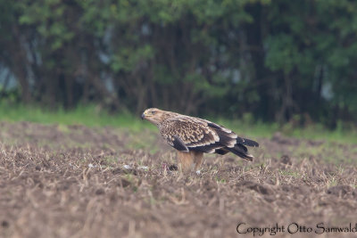 Imperial Eagle - Aquila heliaca