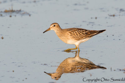 Pectoral Sandpiper - Calidris melanotos