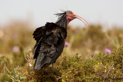 Bald Ibis - Geronticus eremita