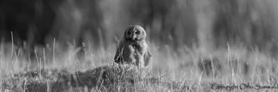 Marsh Owl - Asio capensis