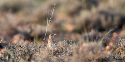 Duponts Lark - Chersophilus duponti