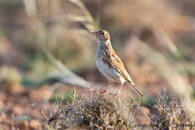 Duponts Lark - Chersophilus duponti