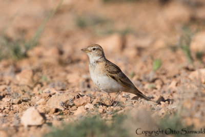 Greater Short-toed Lark - Calandrella brachydactyla