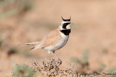 Temmincks Lark - Eremophila bilopha