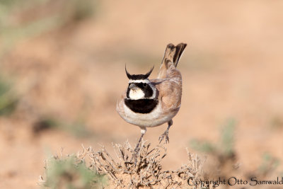 Temmincks Lark - Eremophila bilopha