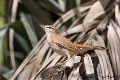 Rufous Bush Robin - Cercotrichas galactotes