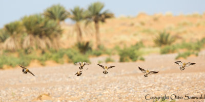 Pin-tailed Sandgrouse & Spotted Sandgrouse - Pterocles alchata & Pterocles senegallus