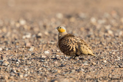 Spotted Sandgrouse - Pterocles senegallus