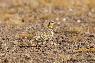 Pin-tailed Sandgrouse - Pterocles alchata