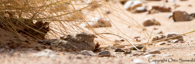 Egyptian Nightjar - Caprimulgus aegyptius