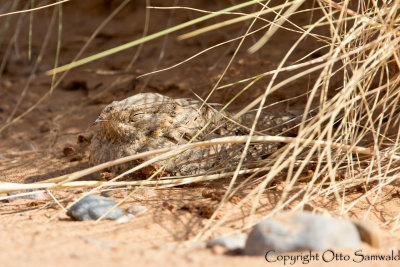 Egyptian Nightjar - Caprimulgus aegyptius