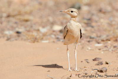 Cream-coloured Courser - Cursorius cursor